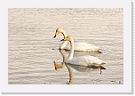 joutsenet_Whooper Swan 3069 * 3525 x 2353 * (4.6MB)